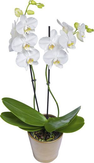 Mothers Day White Orchid Love Lebanon